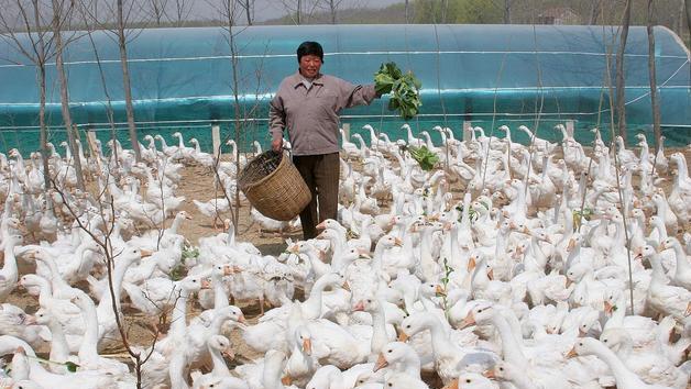 肉鹅行情分析与把握，步骤指南助你洞悉市场动态