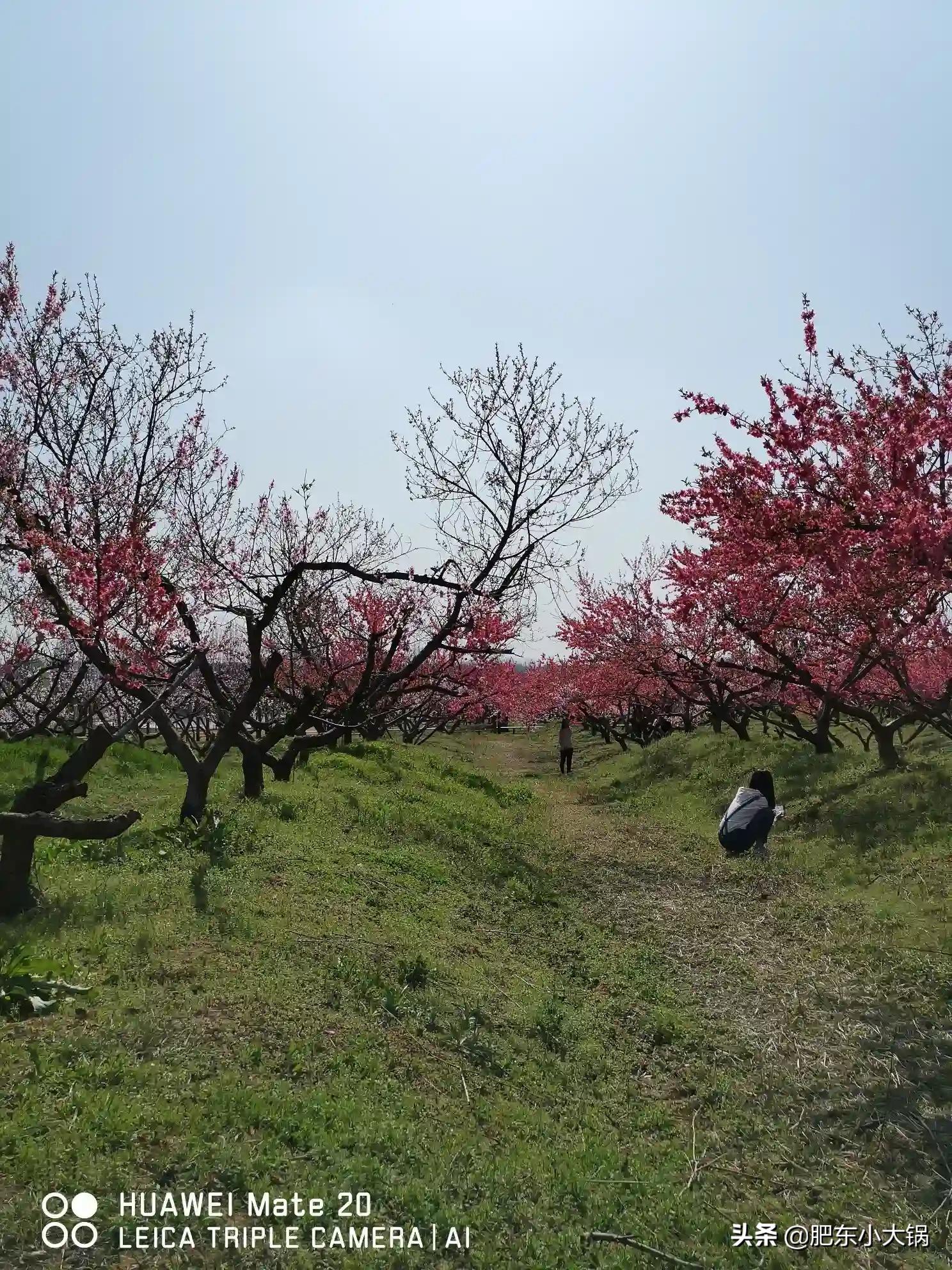 庐阳区三十岗最新动态，自然探索之旅，寻找内心平和的旅程